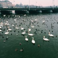 sitting ducks at the lake