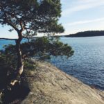 lakeside view with a tree on top of a rock right on the side to your left